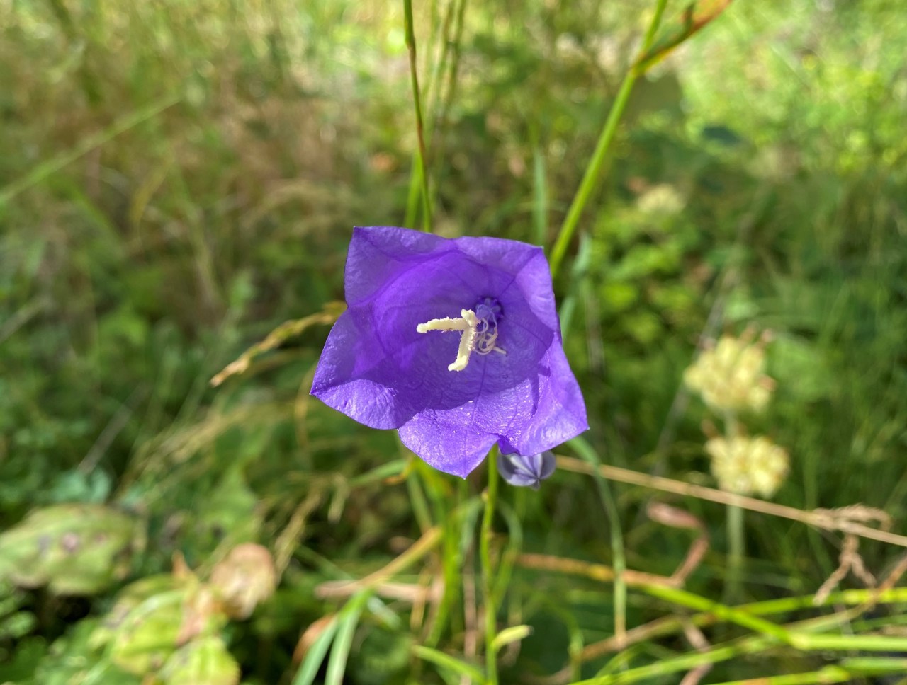 Mamma är Blå och&nbsp;Vit