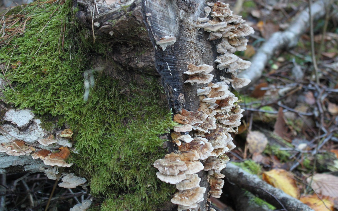 Four shades of&nbsp;brown
