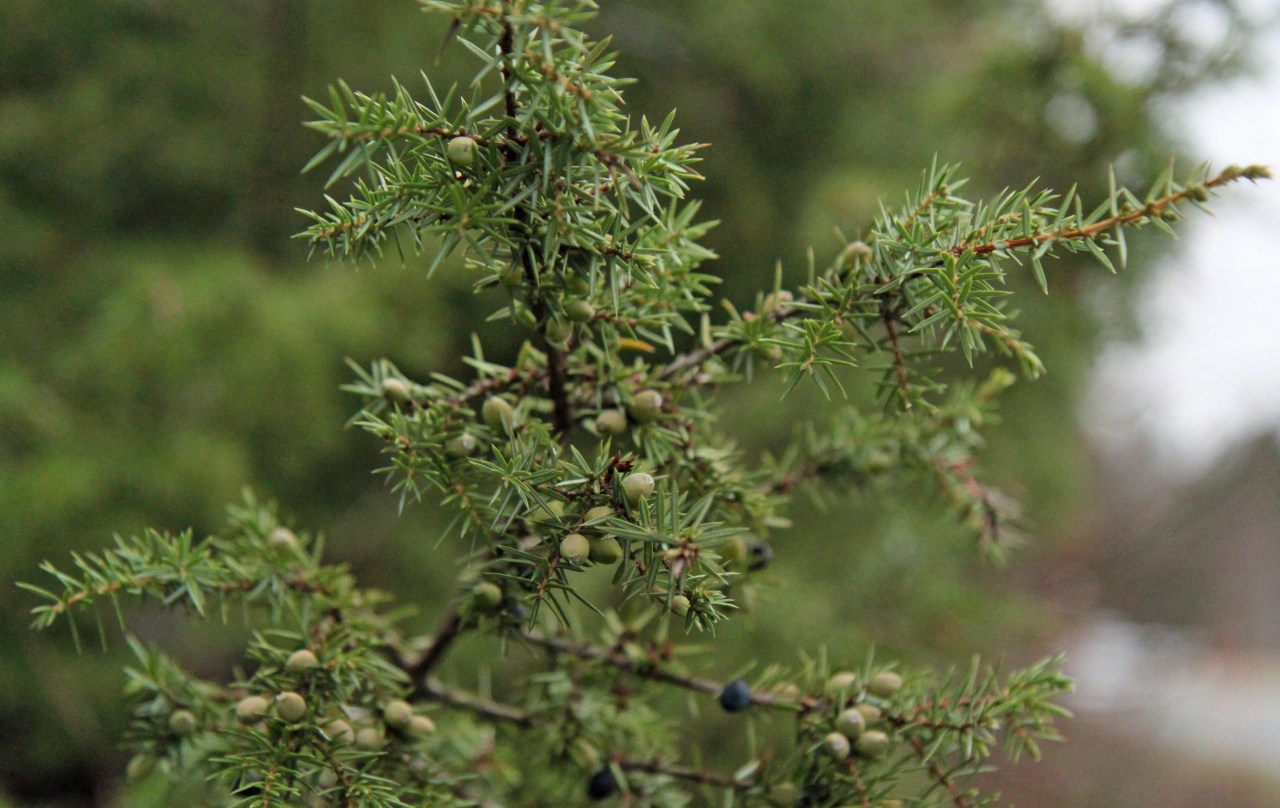 Juniper