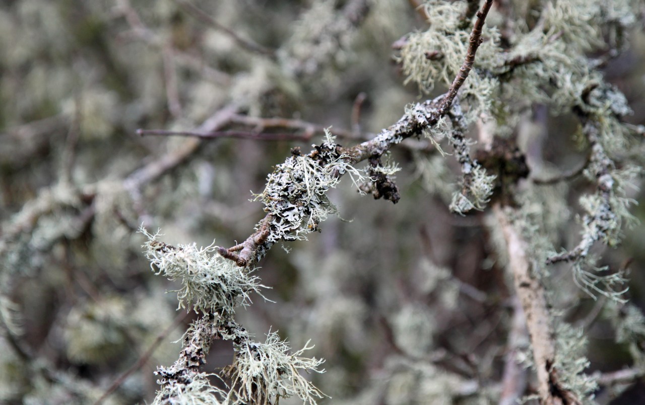 Lichen