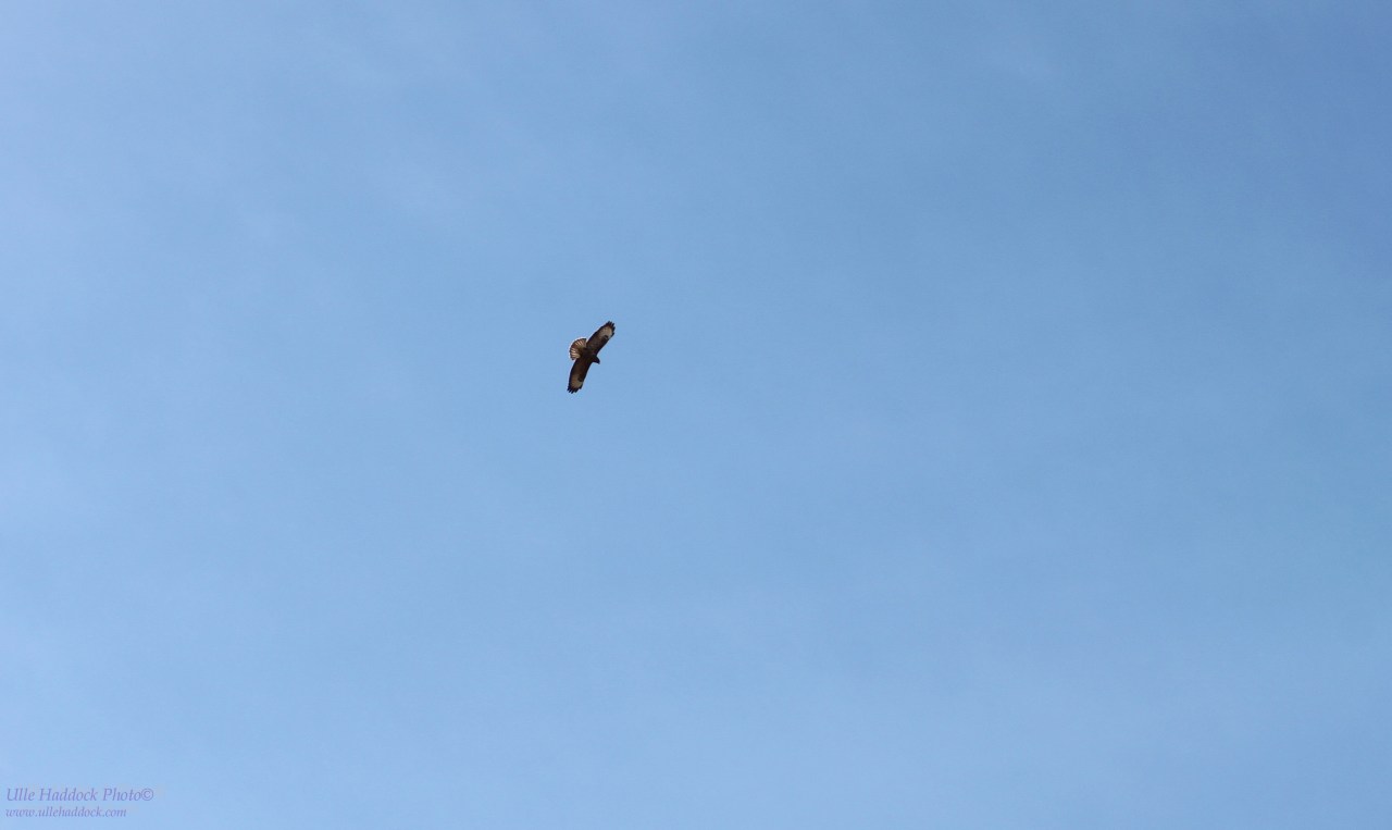 Buzzard