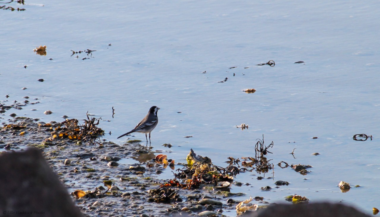 White wagtail