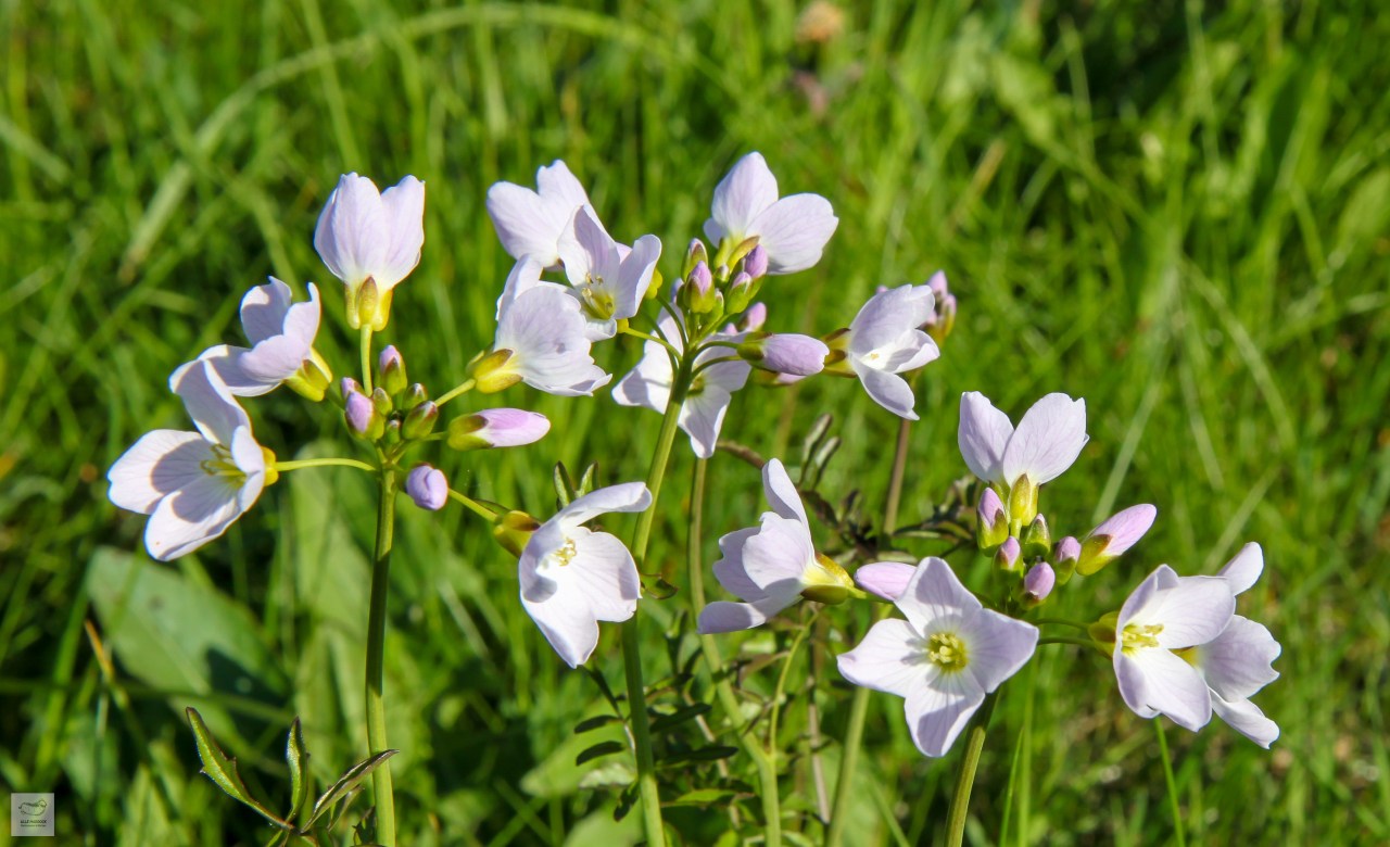 Cuckoo Flower