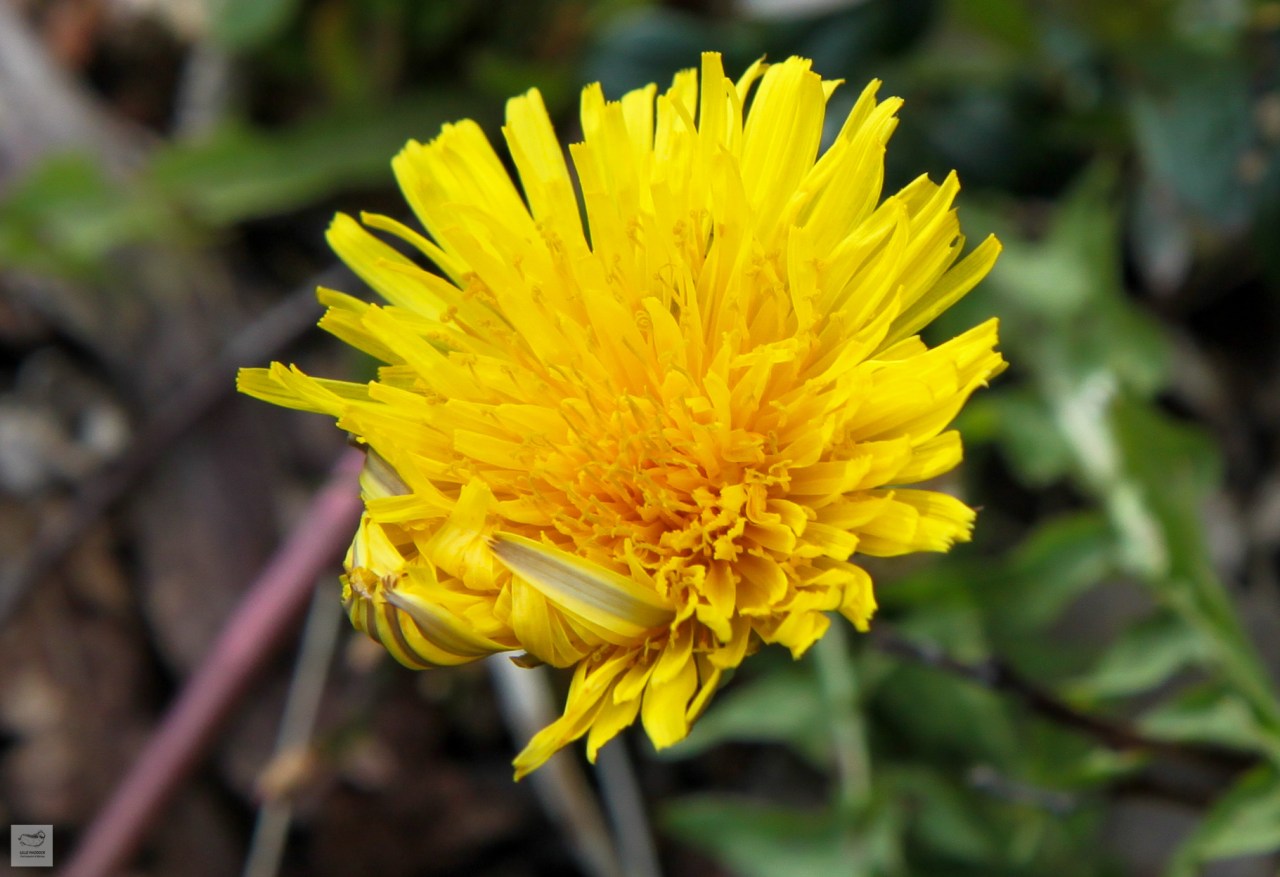 Dandelion