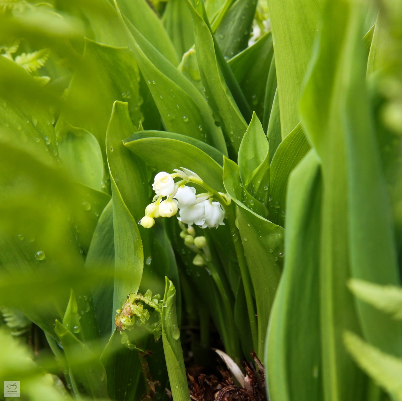Lily of the&nbsp;valley