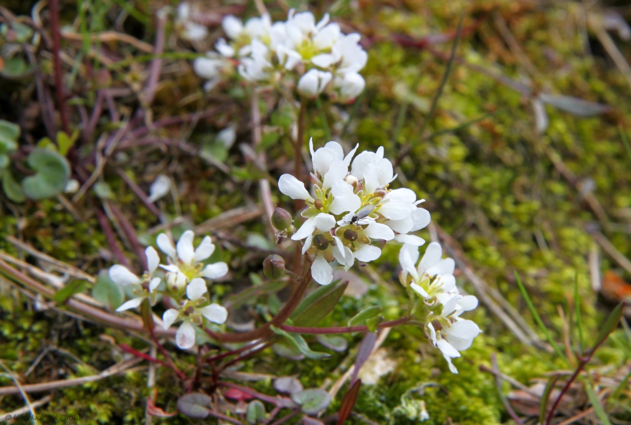 scurvy-grass