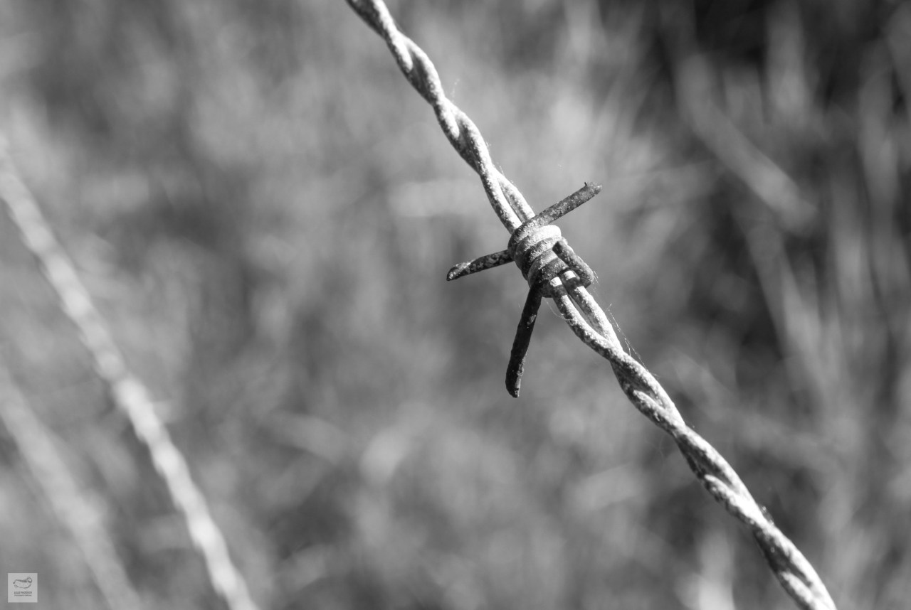 Barb Wire