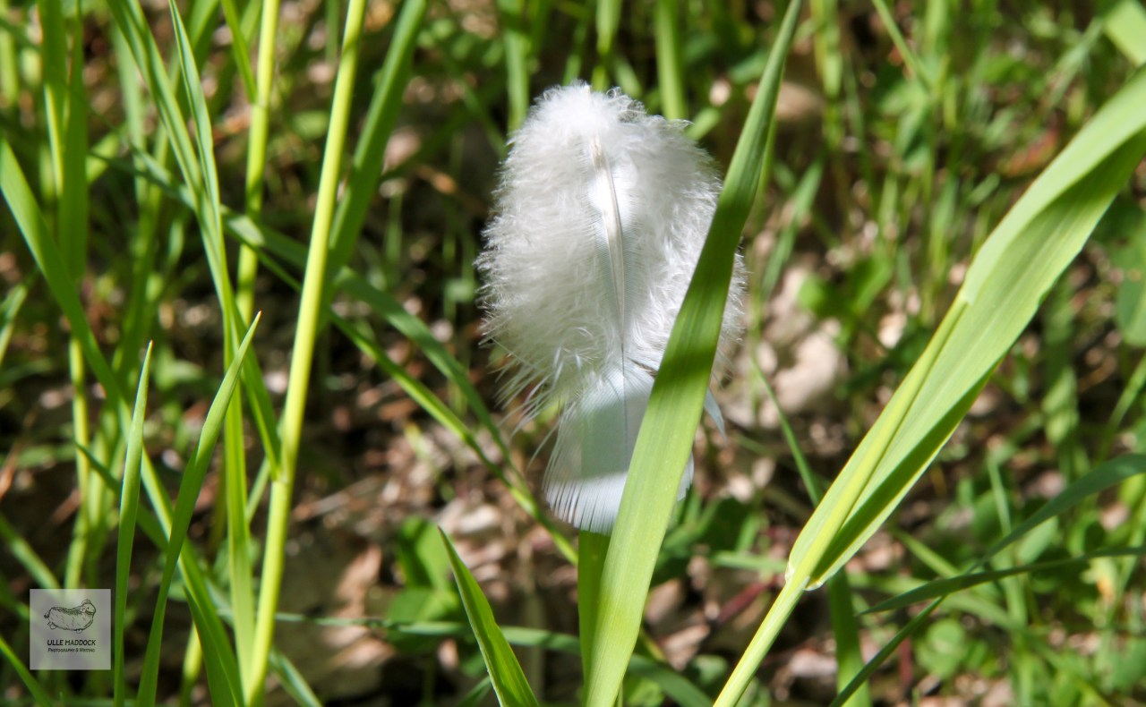 Feather
