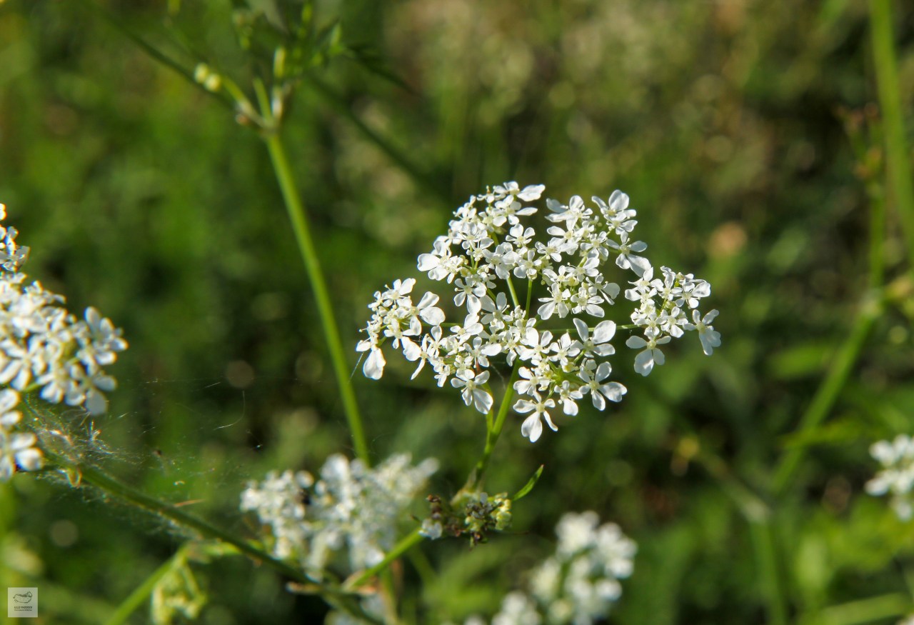 Anthriscus sylvestris