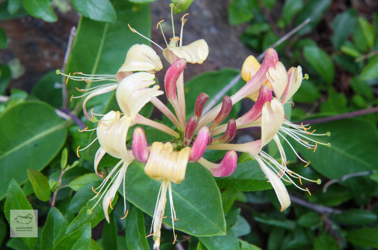 Perfoliate honeysuckle