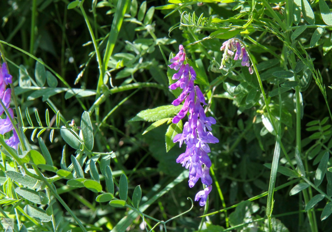 Cow Vetch (Viacia&nbsp;cracca)