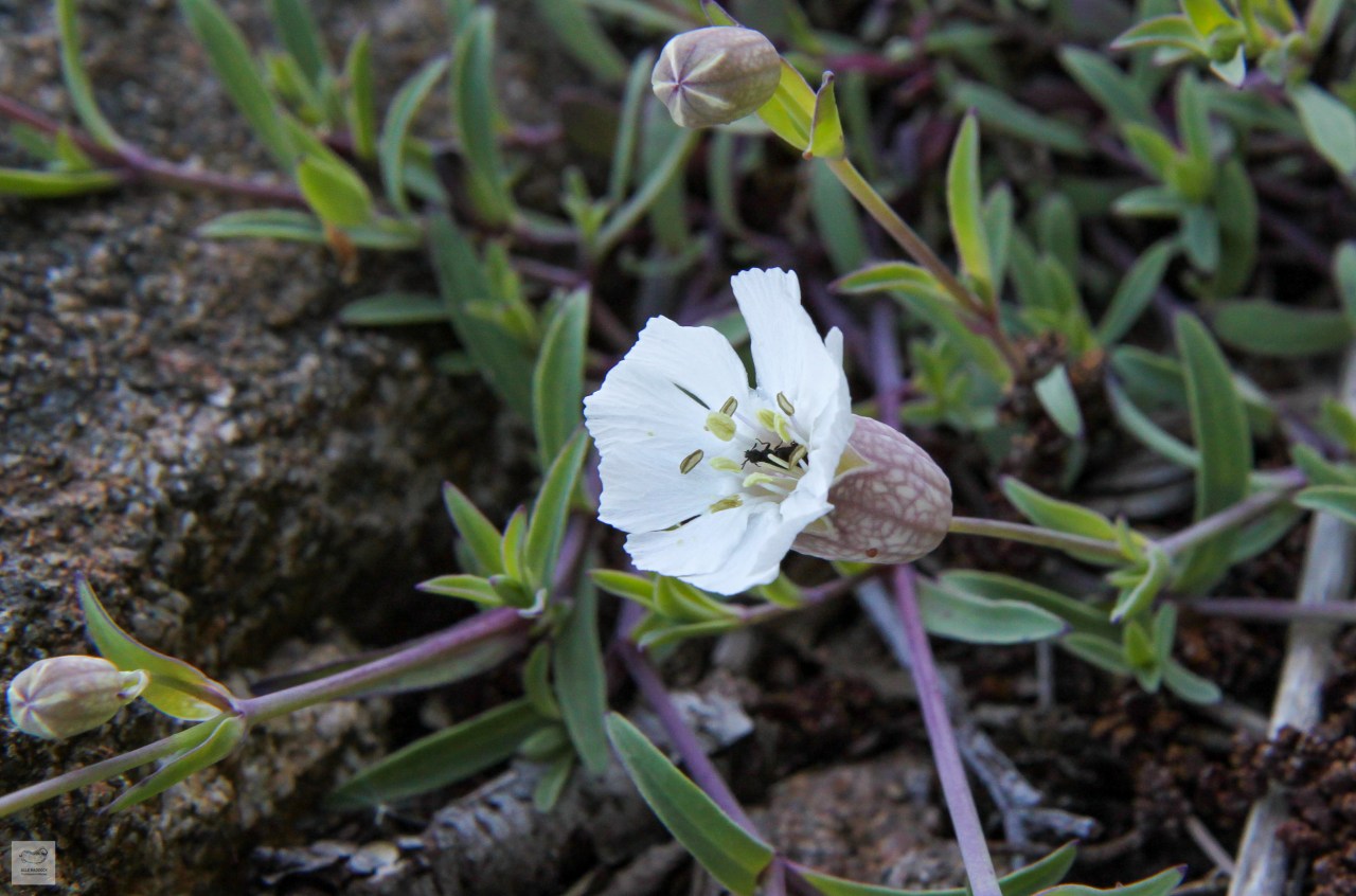 Sea Campion