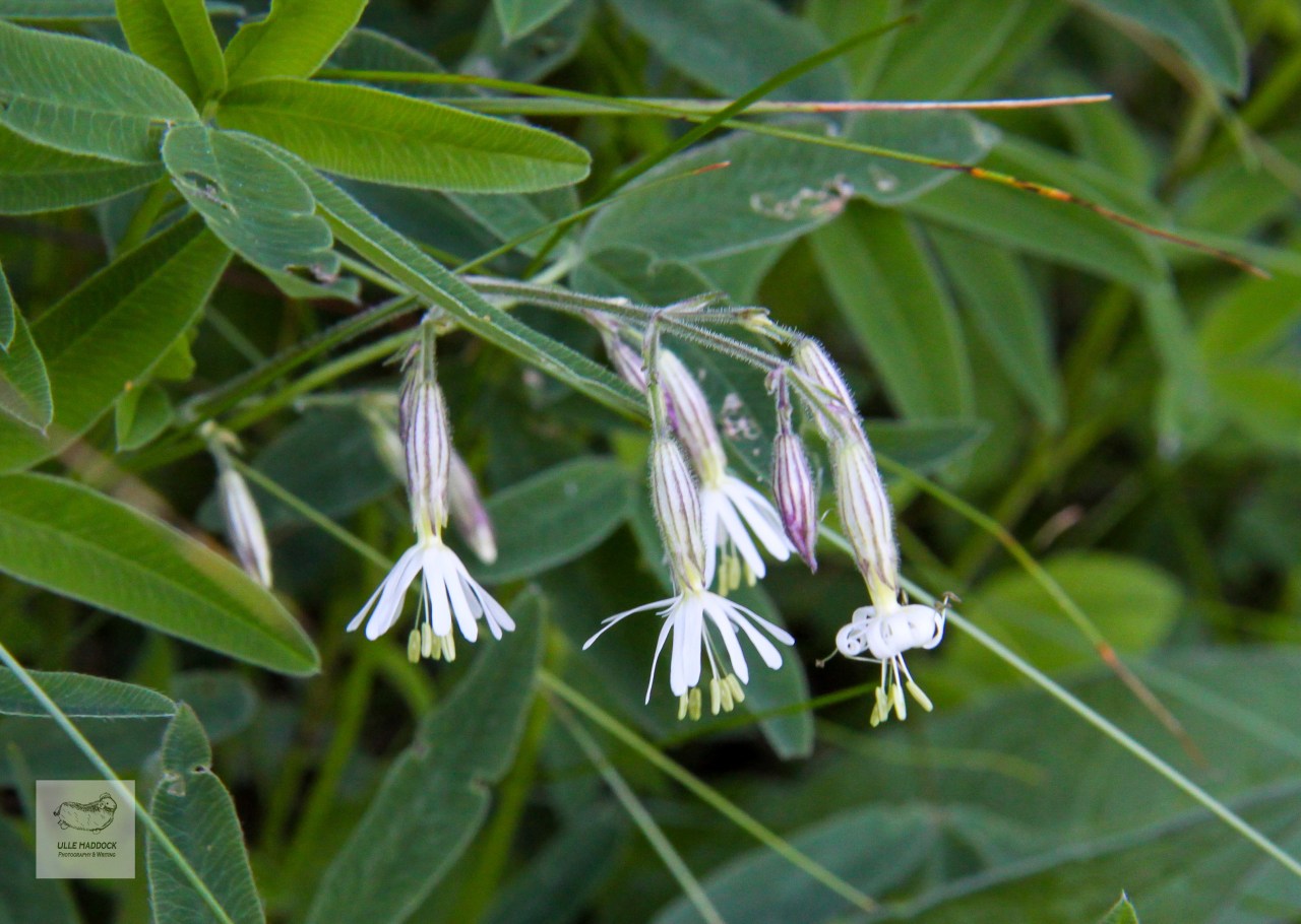 Nottingham catchfly