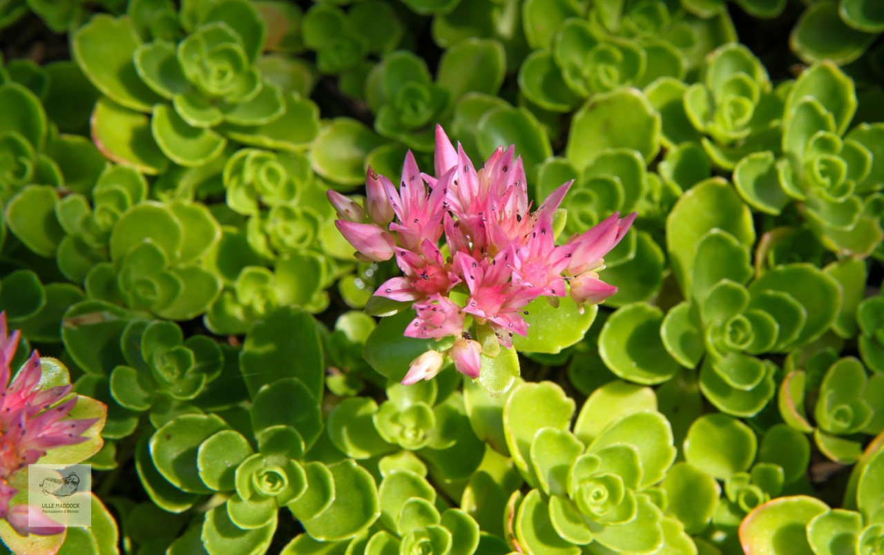 Caucasian stonecrop