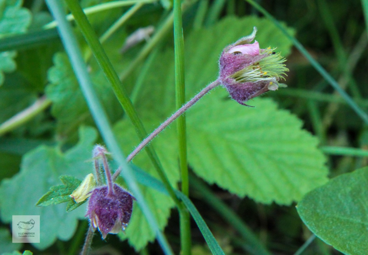 Water Avens