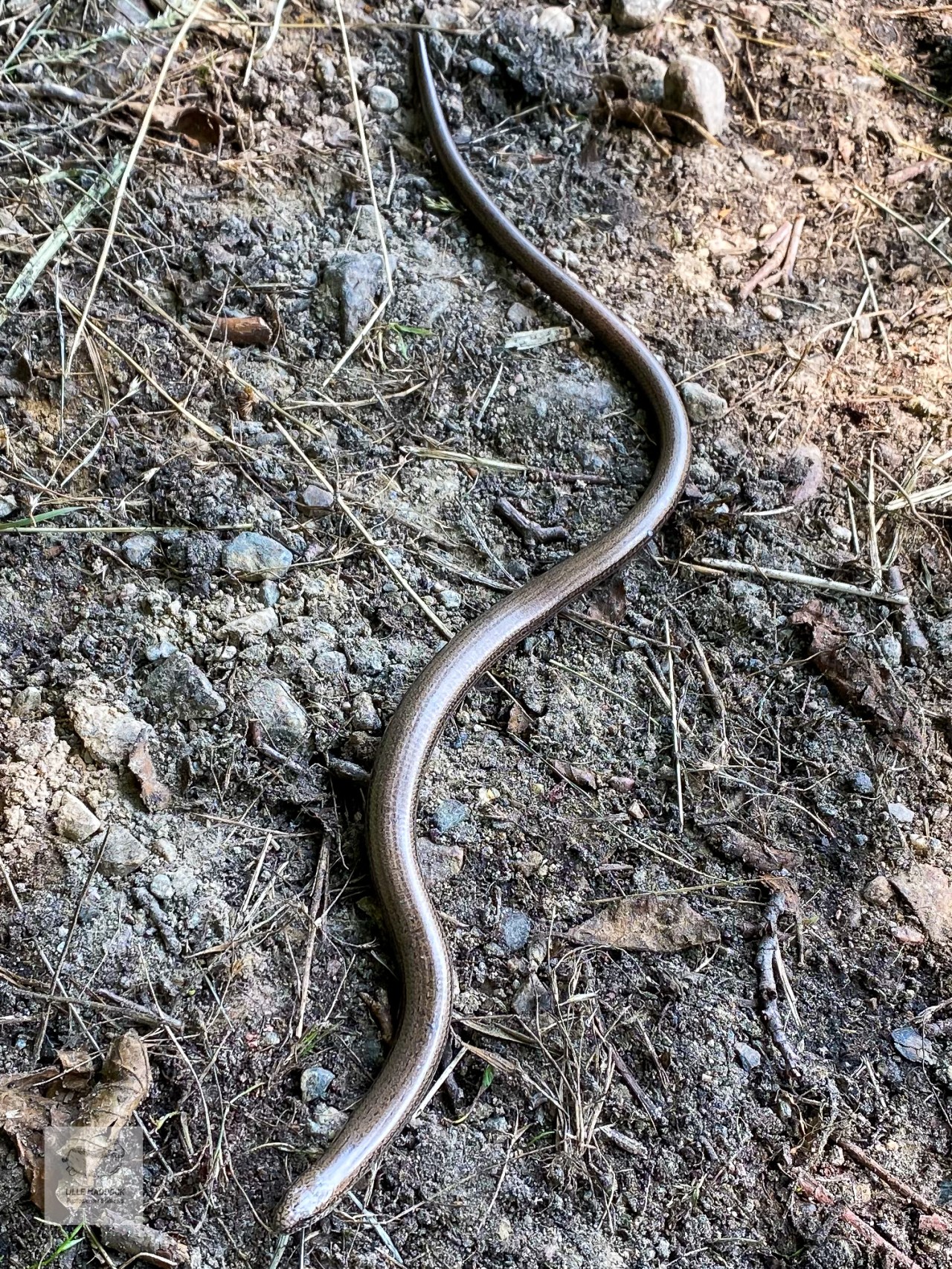 Slow worm