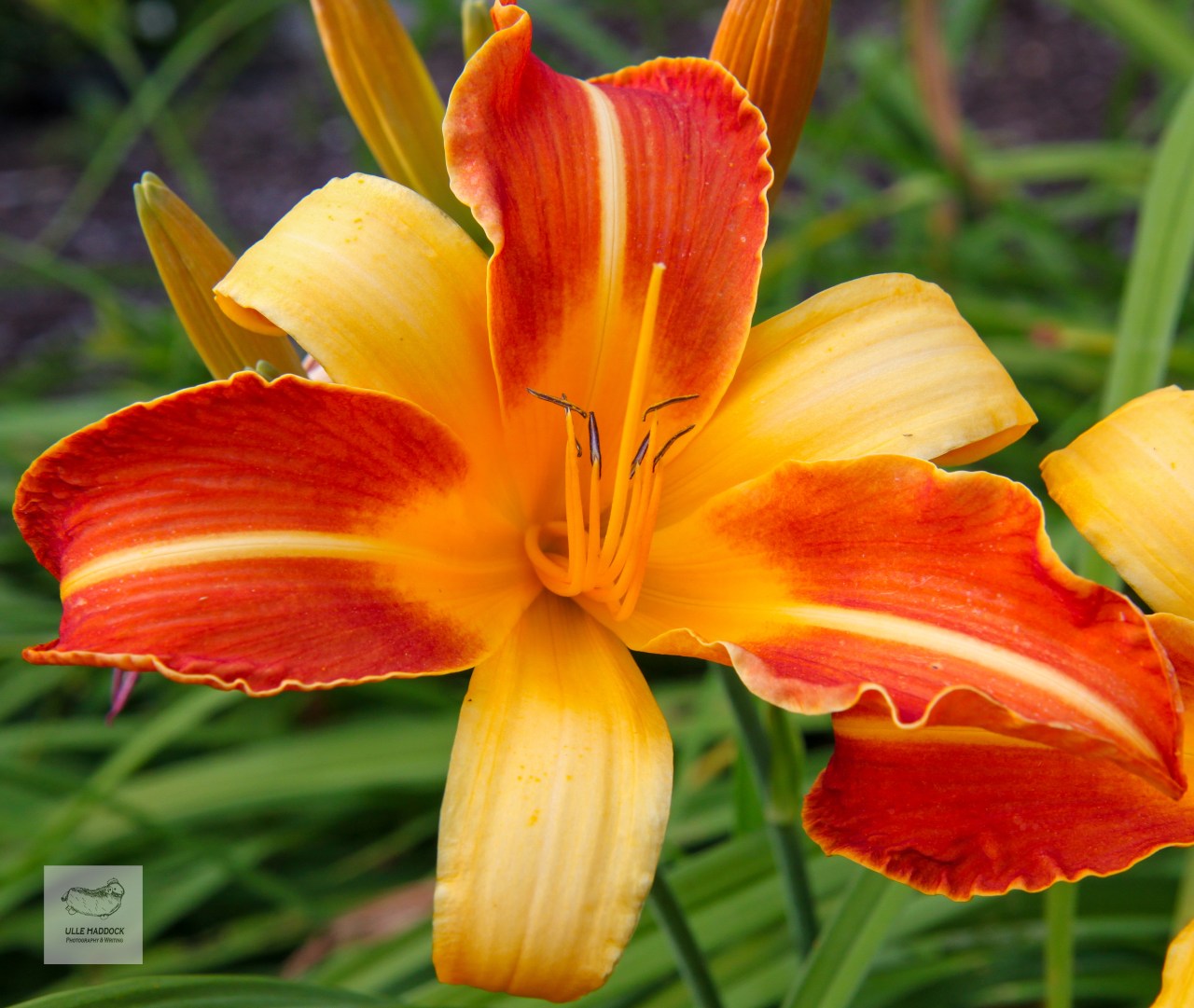 Day-lily