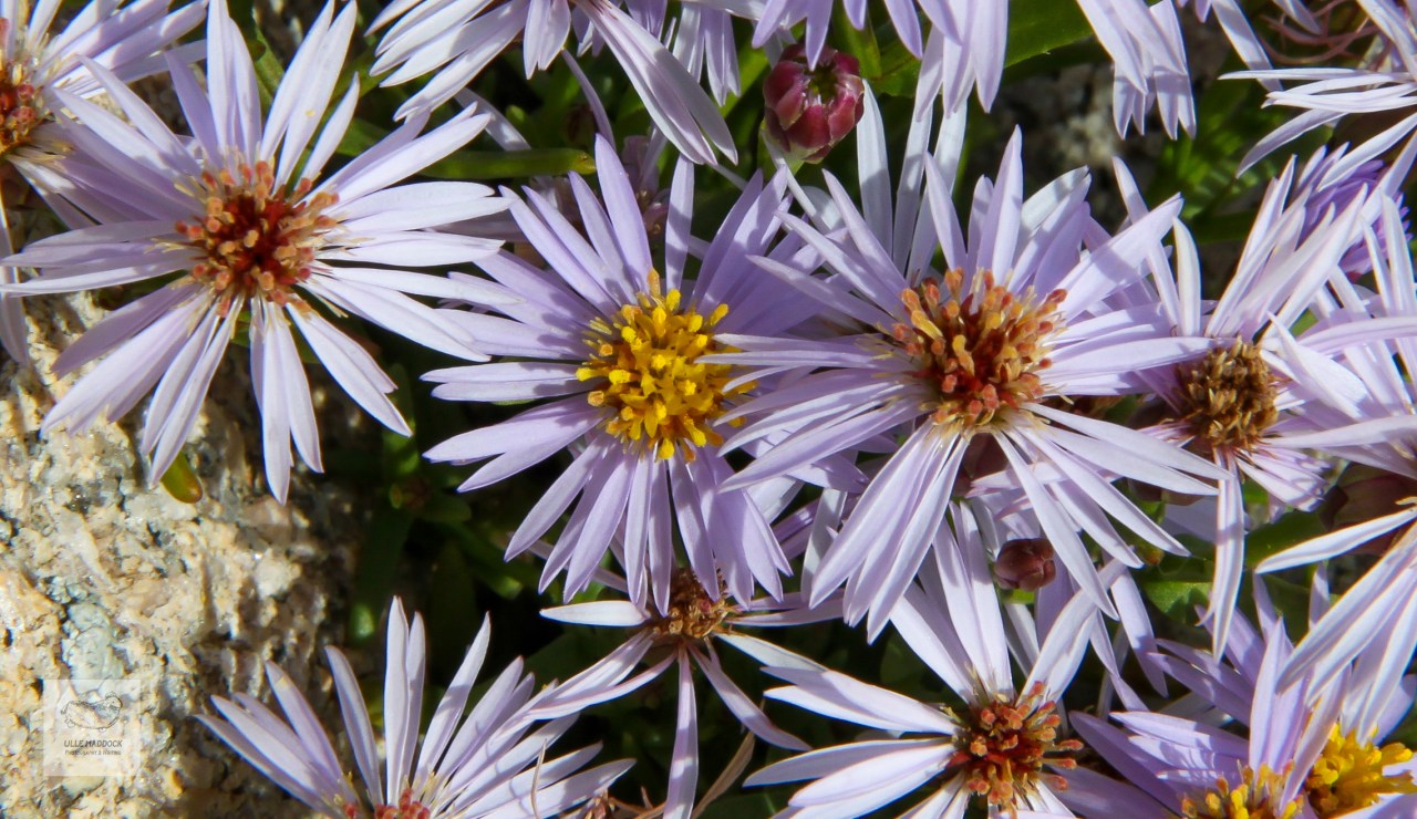 Aster