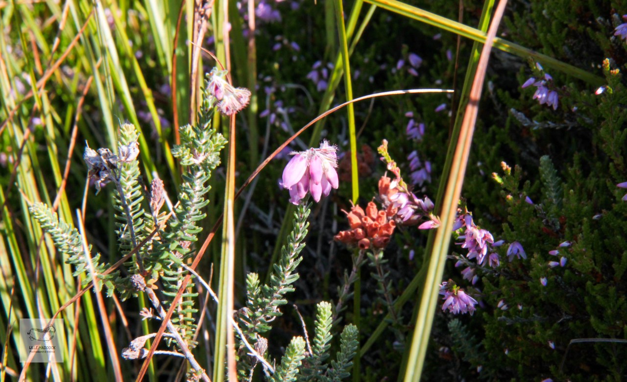 Erica tetralix