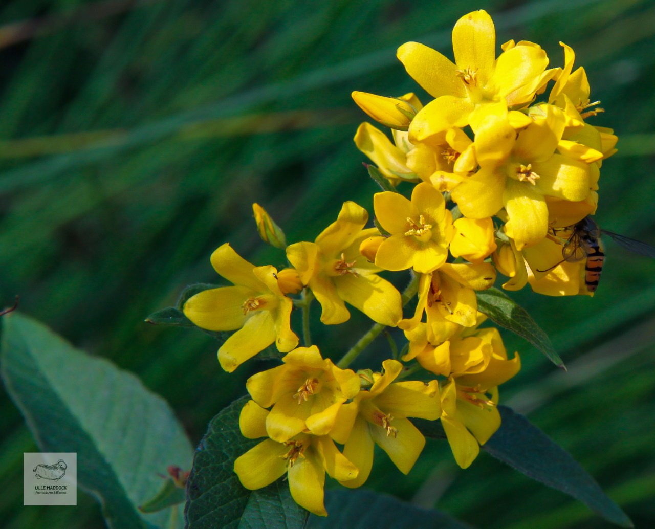 Yellow Loosestrife