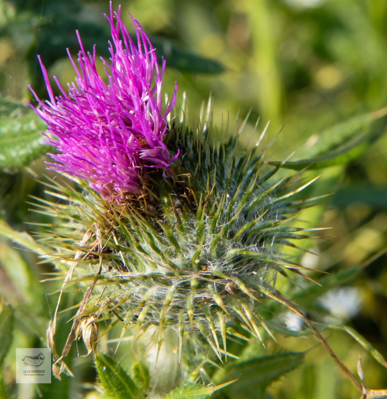 Thistle