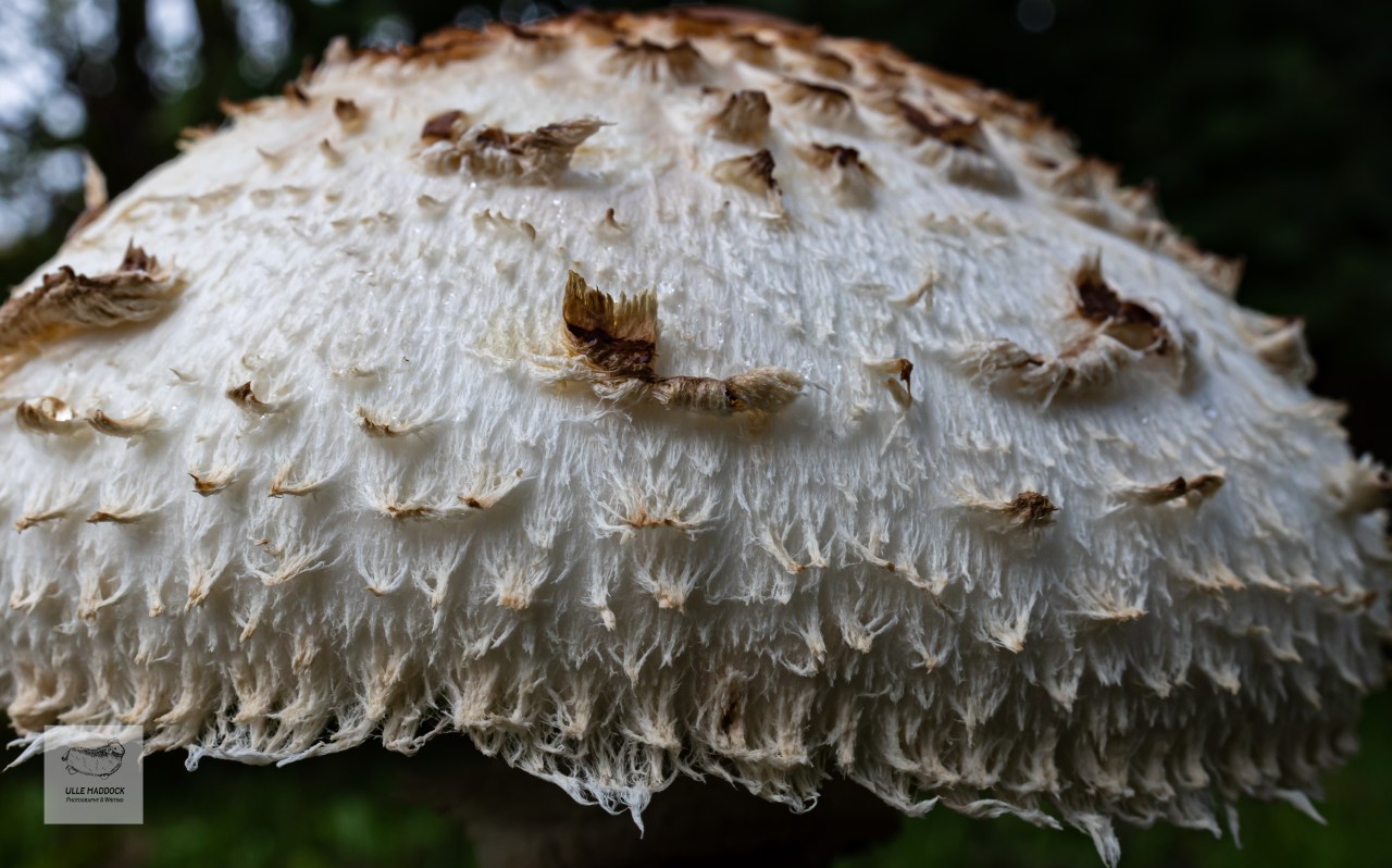 Shaggy parasol