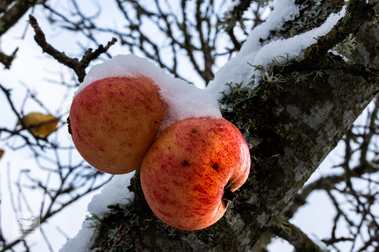 Frozen Apples