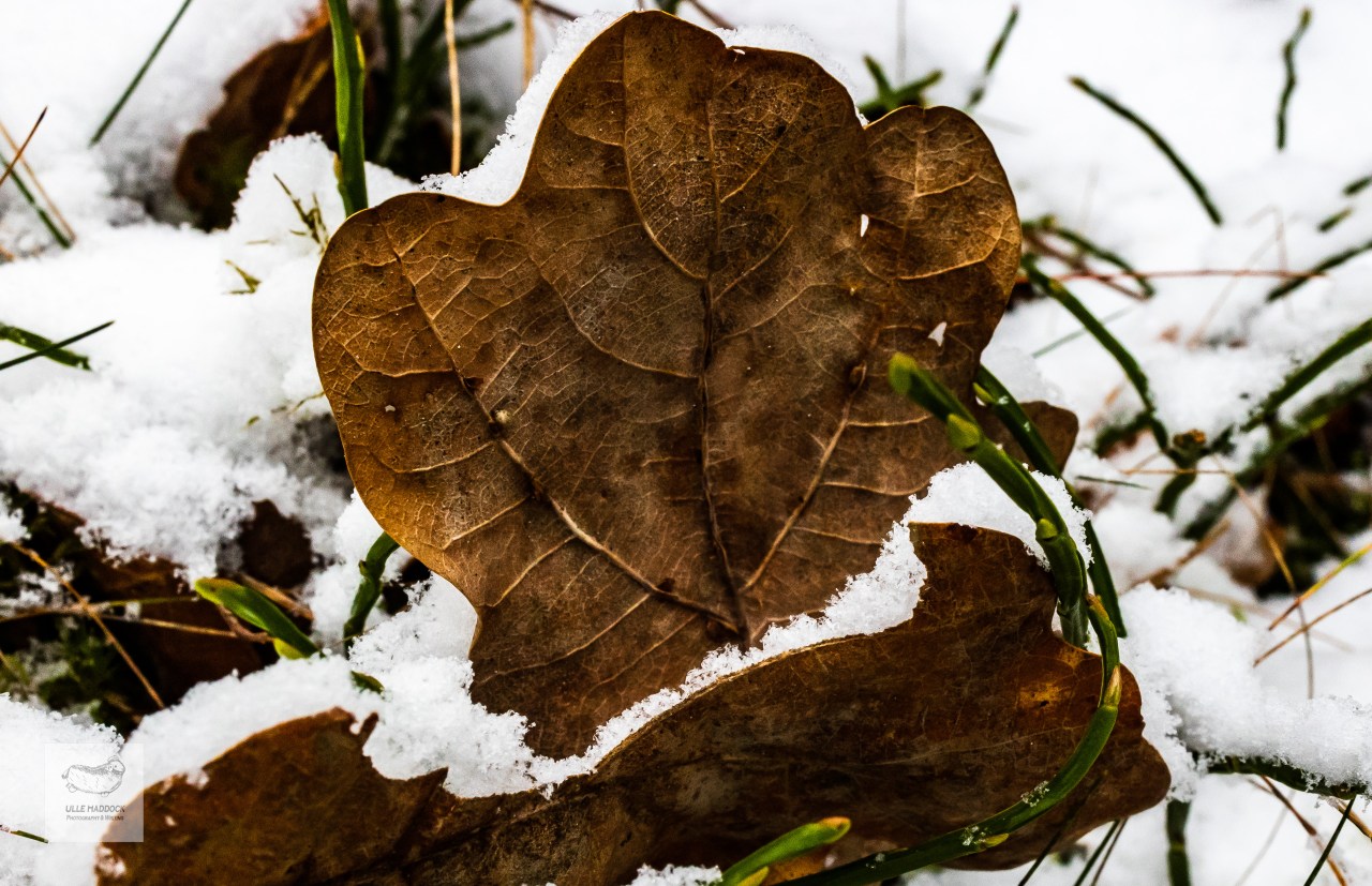 Leaf in Snow