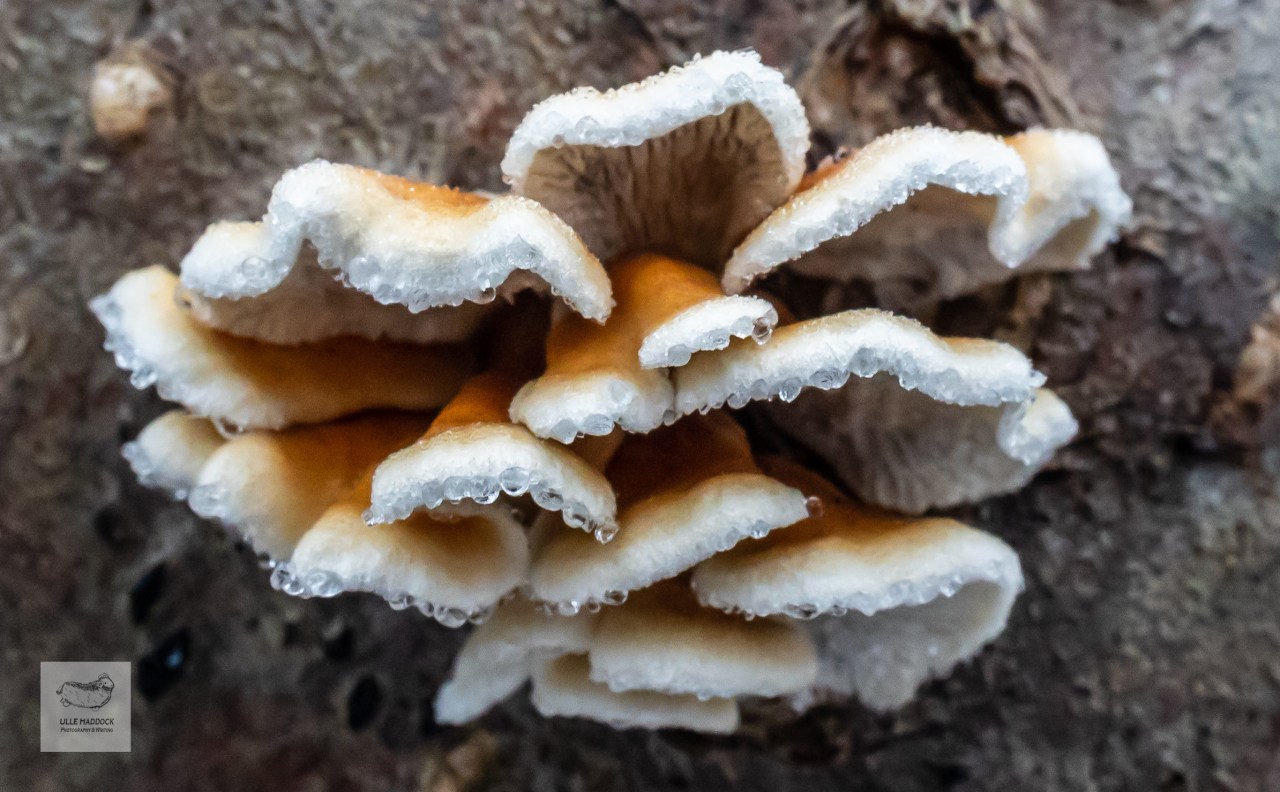 Polypore