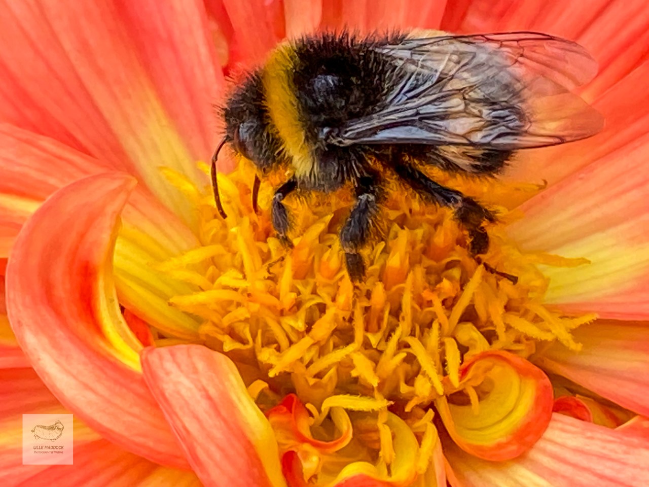 Bee in the&nbsp;moment