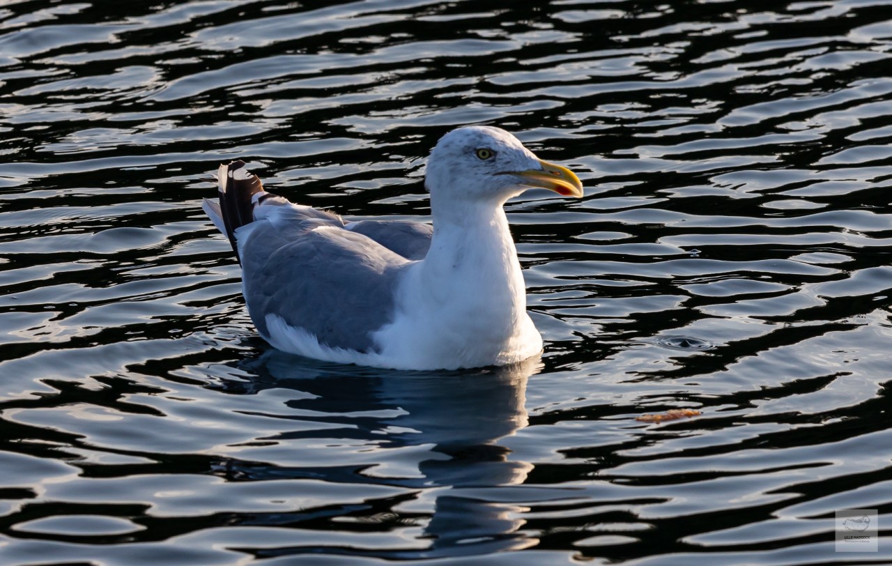 Herring gull