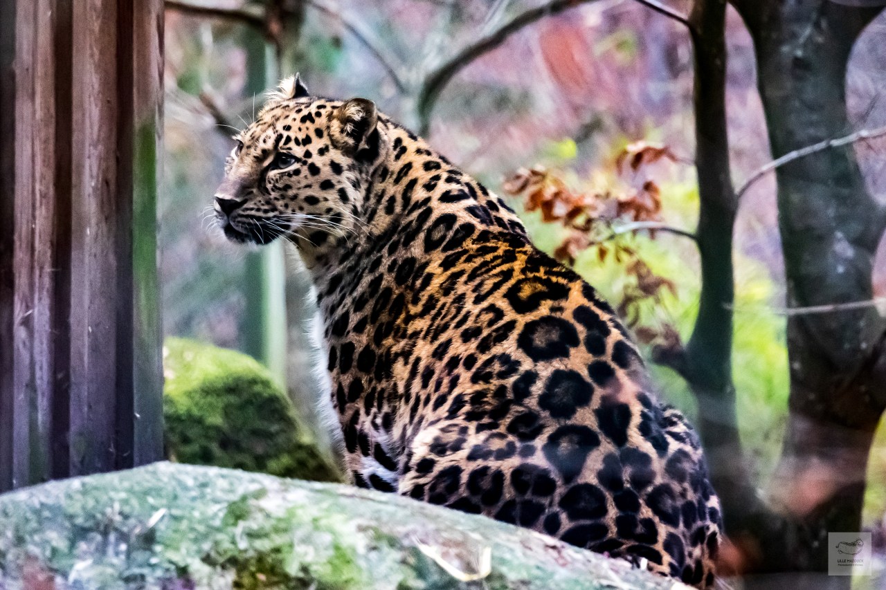Amur Leopard