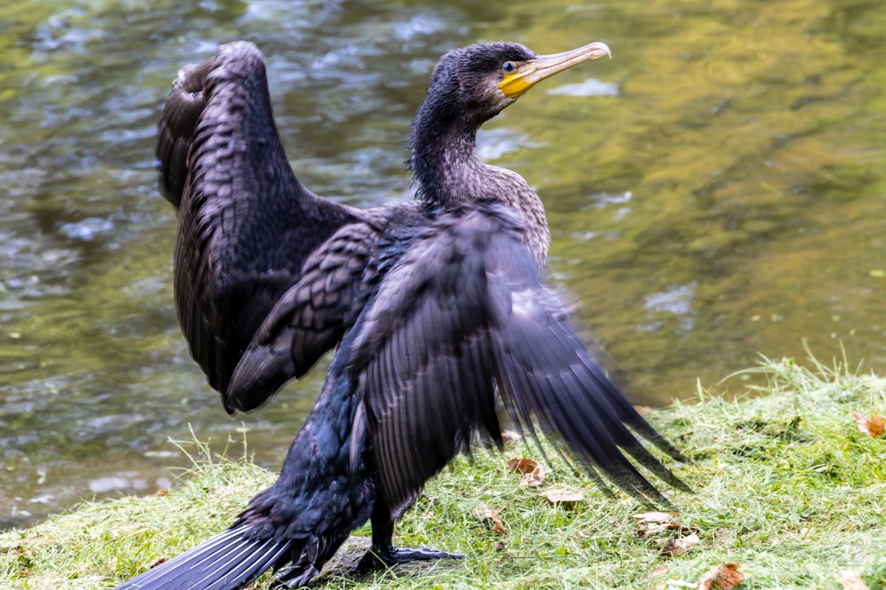 Great Cormorant