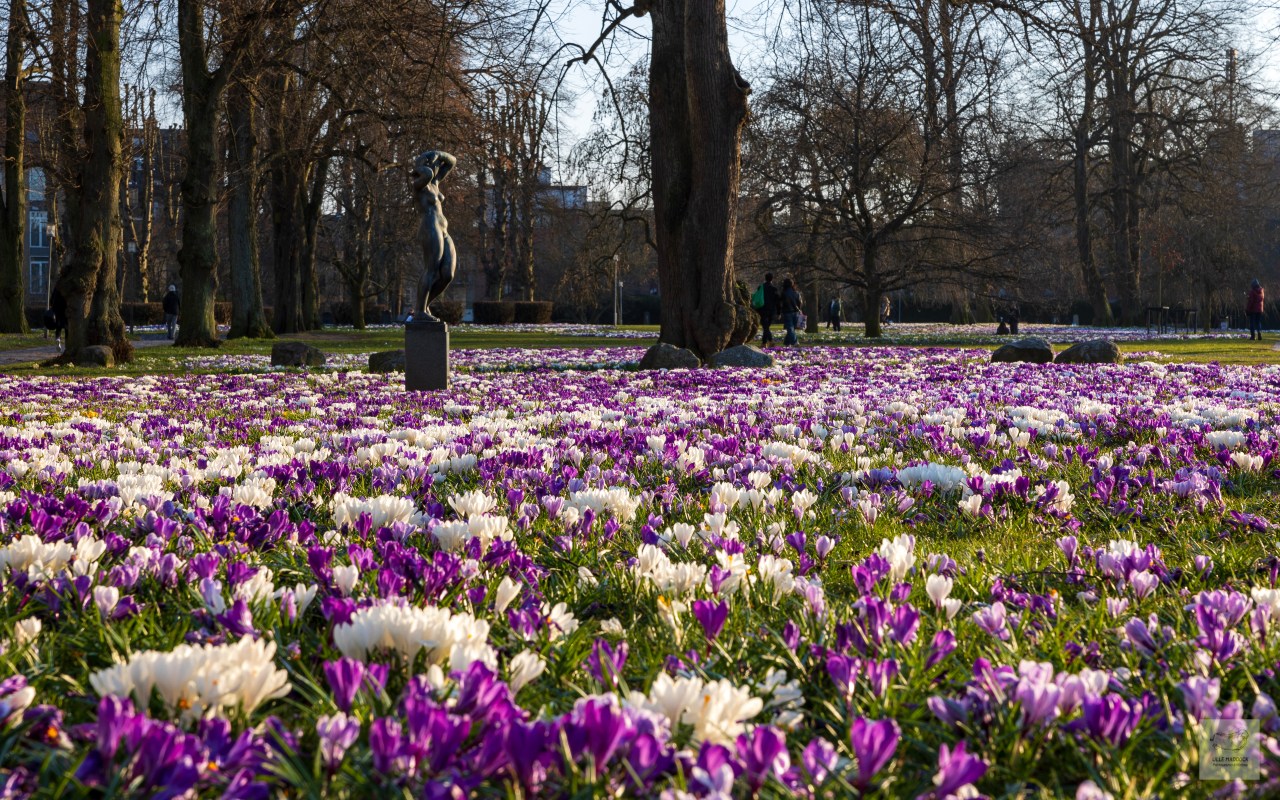 Sea of Crocus