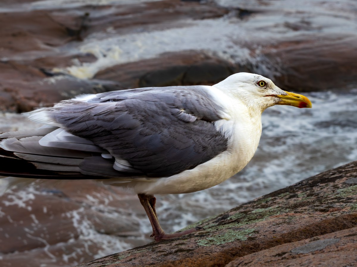 Herring gull