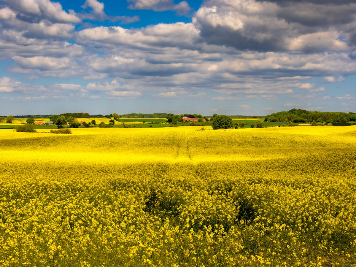 Fields of Gold