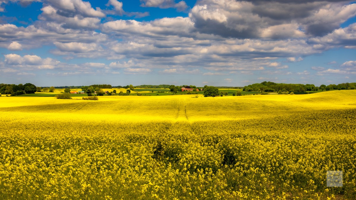 Fields of Gold