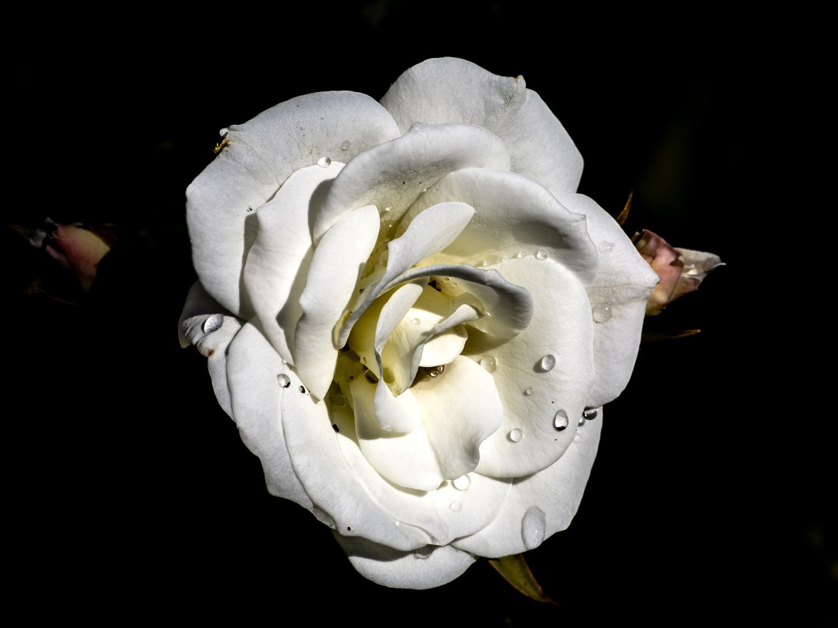 White Rose