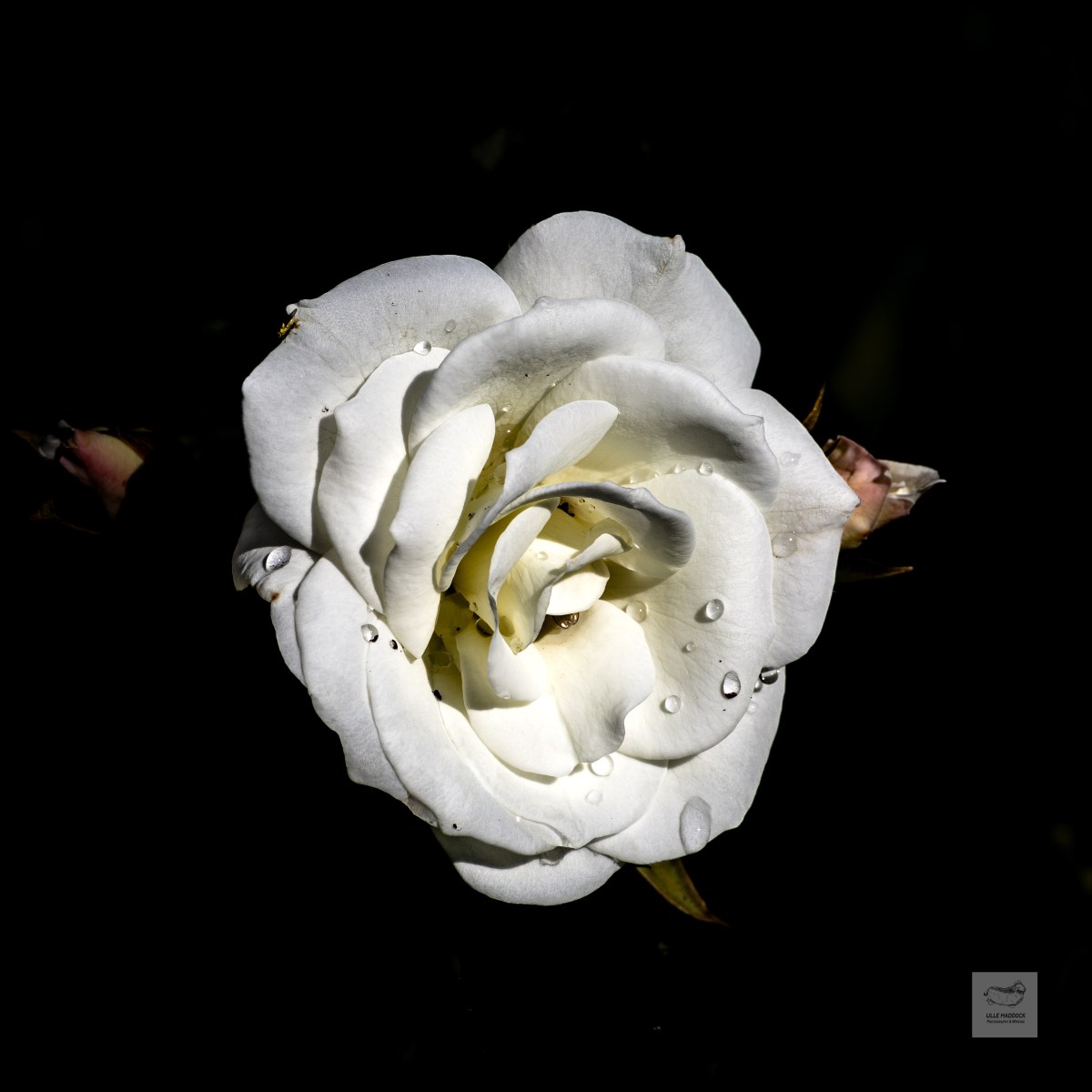White Rose