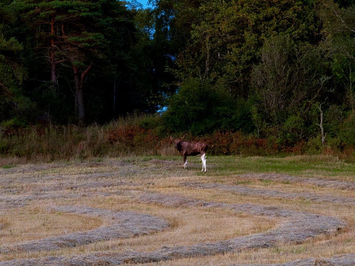 Moose