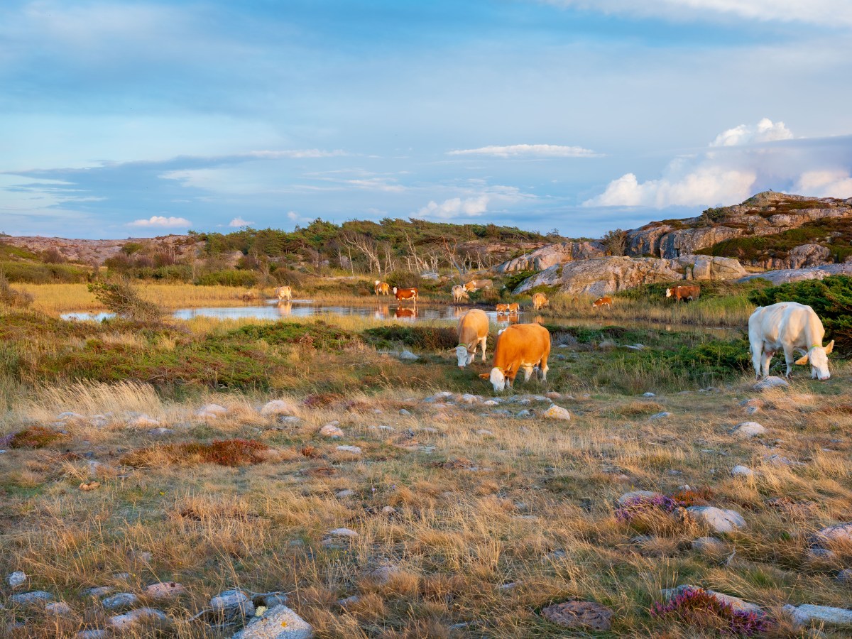 Meet the cows