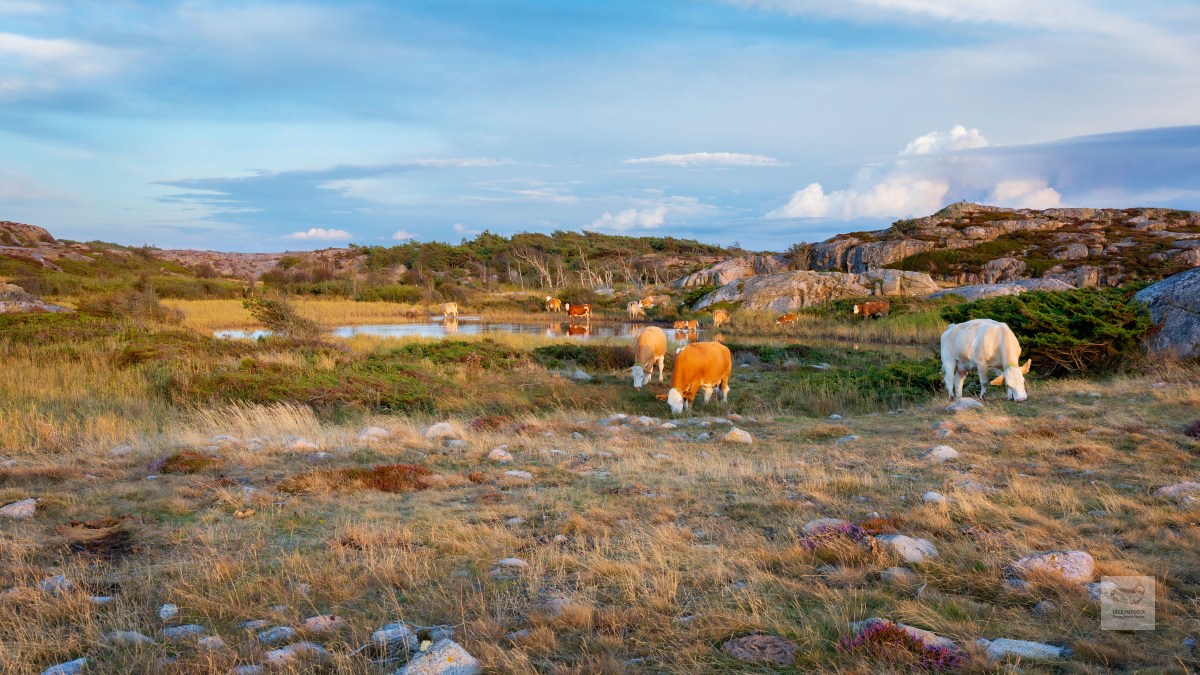 Meet the cows