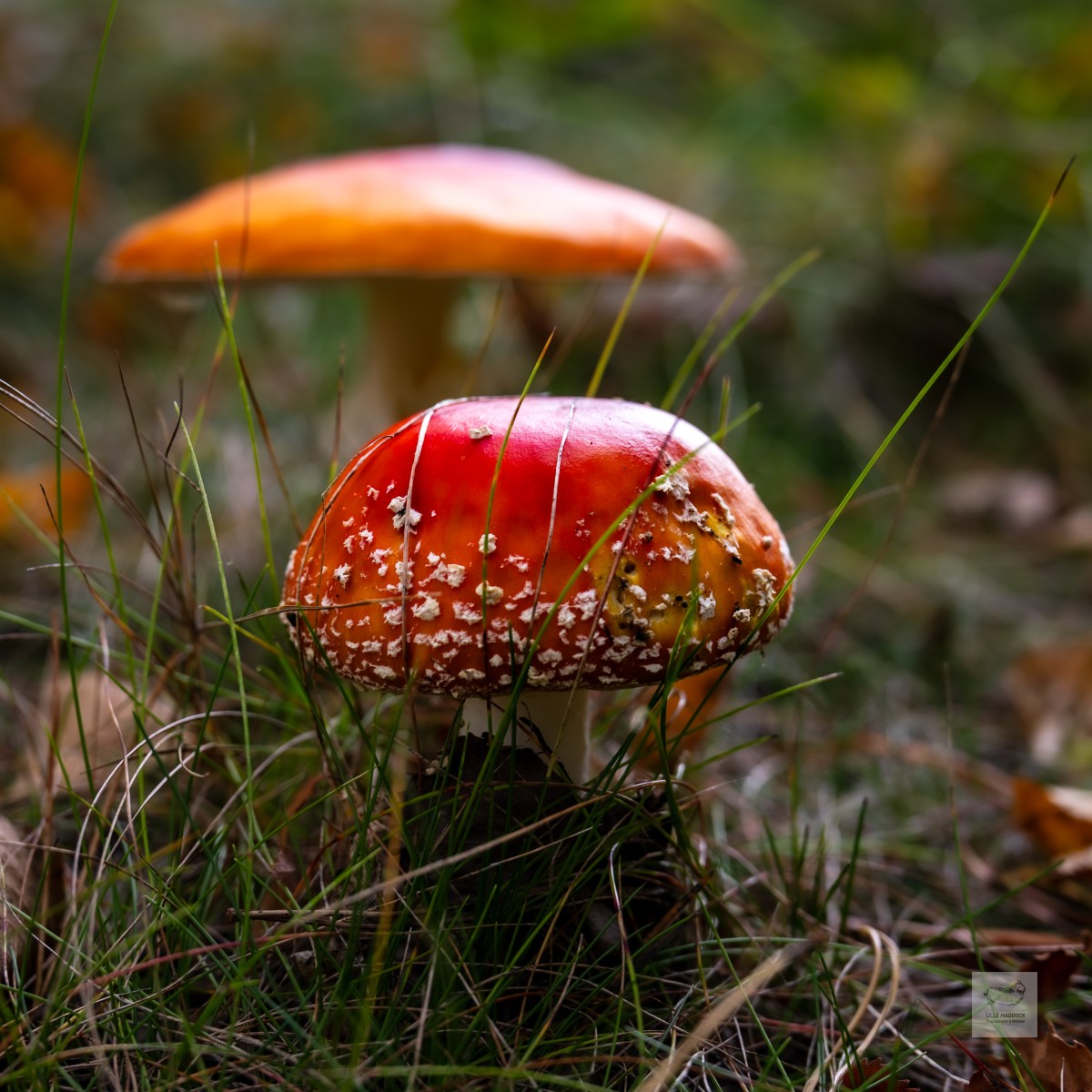 Poisonous beauty
