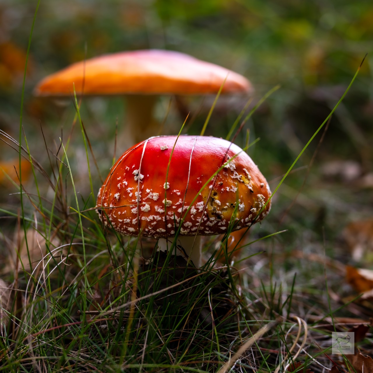 Poisonous beauty
